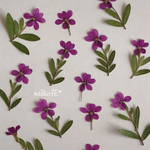 クフェア＊花やなぎ＊押し花　葉っぱ付き