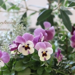 おしゃれオリーブの木✿ひなかぜ＆ビオラの寄せ植え