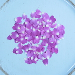 押し花紫ハート花弁100枚（訳あり）