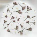 小花　押し花　素材　白　ピンク　花　フラワー　藤袴