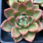 ピンクシャンペーン　韓国苗　多肉植物