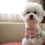 オーダーメイド　大人気チェリボン　ロンT 長袖　犬服　ドッグウェア   ハンドメイド犬服