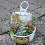 多肉植物寄せ植え[白②]