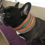 犬用スヌード