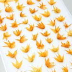 押し花素材(メラスフェルラ15りん)