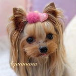 💗再販💗【 犬用　バレッタ 】 おしゃれ　トップノットペット　子供　ヘアアクセサリー　リボン　バレッタ　♡AquaMana♡