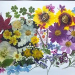 【ワンコイン】押し花カラフルセット  花ごよみⅡ