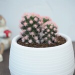 『明日香姫　ピンク』サボテン★かわいい★インテリア★多肉植物★送料無料