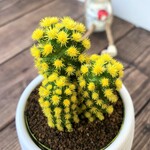 『明日香姫　黄』サボテン★かわいい★インテリア★多肉植物★送料無料