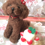 クリスマス   プードル