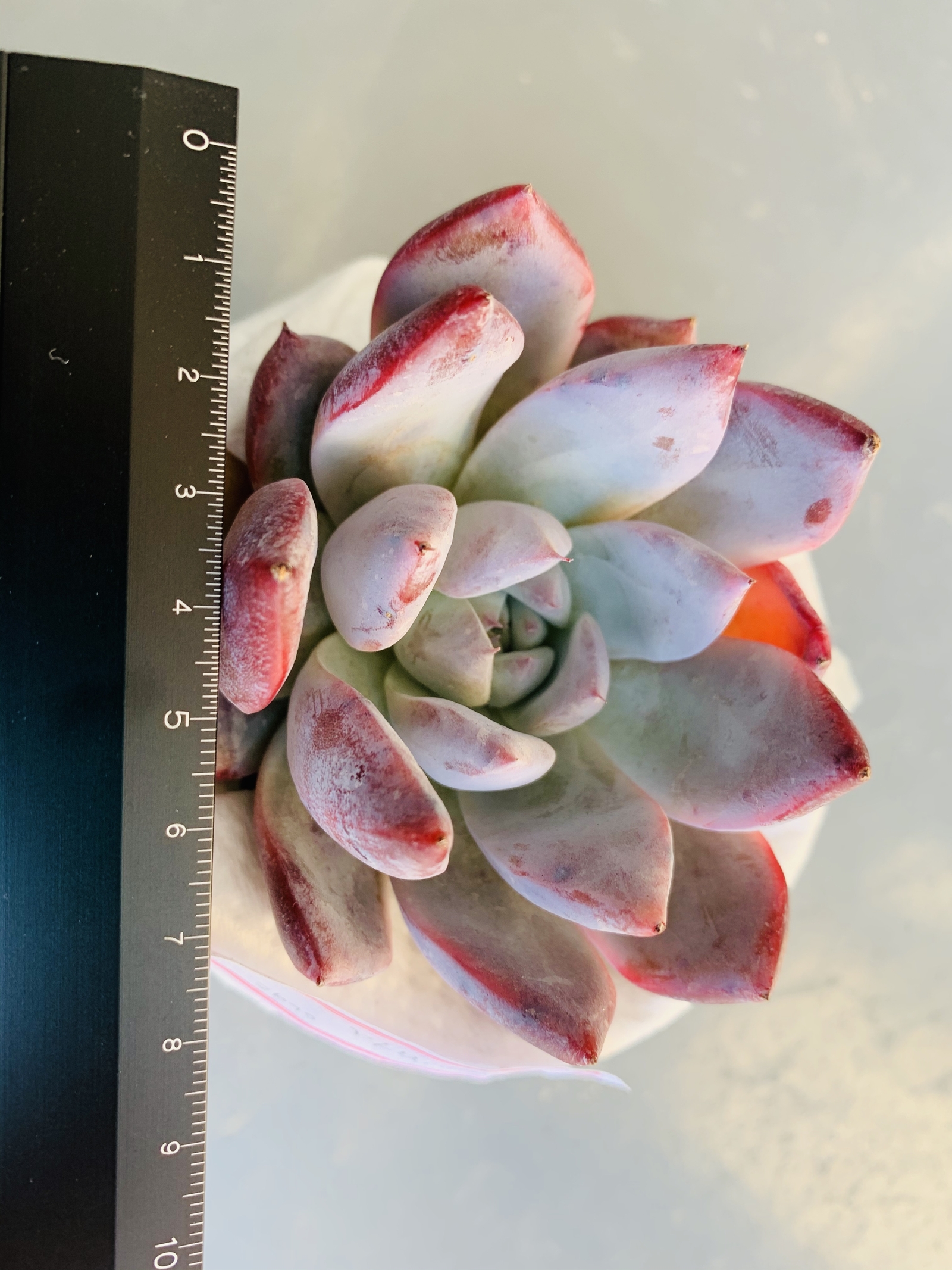 コロラータアイス 特大苗 - 鯨の多肉園 GALLERY | minne byGMOペパボ