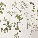 かすみ草・ワイヤープランツ＊押し花