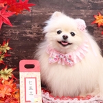 七五三💖パステルチョーカー🎀ピンク