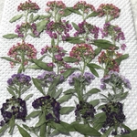 アリッサムの押し花　ミックス