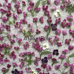 《押し花＊素材》アリッサム＊アルールローズの押し花