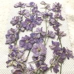 チドリソウの押し花