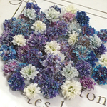 混色　かすみ草　ドライフラワー　blue purple