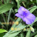 weiss929様専用カート　（チェコガラスボタン　帯留め　1点）