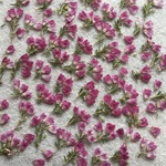 《押し花＊素材》かわいいエリカ＊の押し花