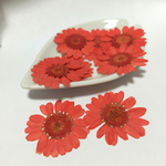 押し花　赤　10枚セット