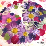 ♡new♡  ♡可愛い押し花セット♡ ♡たくさん入って使いやすい押し花セット♡