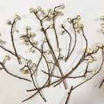 なんきんはぜ＊ドライ