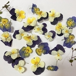 ビオラ＊ドライフラワー