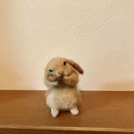 毛づくろい垂れ耳うさぎ