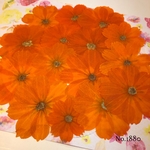 ♡new♡オレンジコスモスのオーダー押し花♡押し花セット