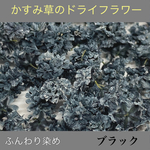 【50個】かすみ草のドライフラワー（ブラック）ふんわりカラー