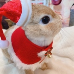 うさぎ☆サンタさんぼうし