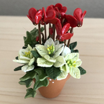 ポインセチアとシクラメンの寄せ植え　1