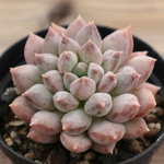 多肉植物　"アポロン"