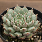 多肉植物　"マチュピチュ"