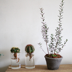 オリーブ・シルベストリス＋多肉植物寄せ植え