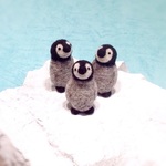 ミニチュアペンギンのひな