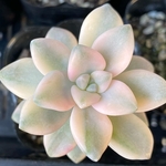 ティテュバンス錦　多肉植物