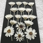 ローダンセマムの押し花