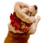 華やかなクリスマス/犬スヌード/マジックリボン型