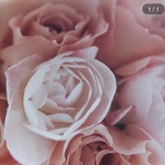 ロイヤルブルーのバッグ（Lサイズ）☆tcym7040さま専用ページ☆