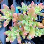 ミニベル　多肉植物