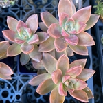 カリフォルニアサンセット　大株　多肉植物