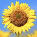 cocco様専用ページ◎