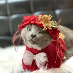 【猫用 花冠&ポンチョ】クリスマスセット🎄レッド