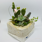 多肉植物の寄せ植え