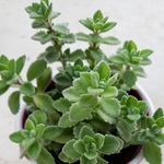 多肉植物❤パステルミント❤抜き苗
