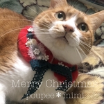 モコモコおしゃれ襟可愛いxmas