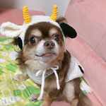 来年の干支 牛さん 年賀状や初詣に可愛い🐮さんと