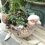 オーダー鳥の鉢に多肉植物の寄せ植え