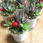 ハオルチア  寄せ植え
